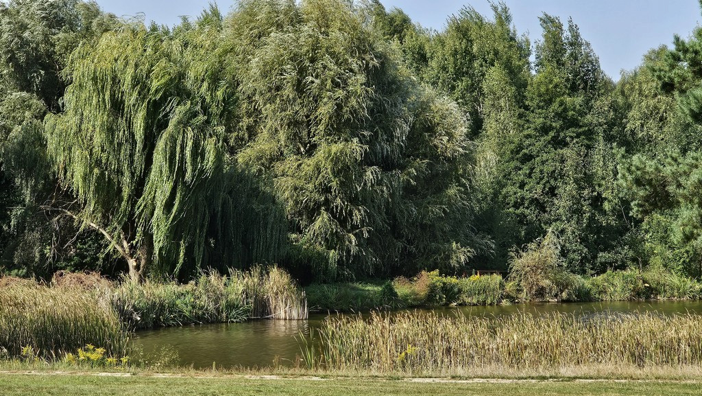 Działka Sprzedaż Pałecznica