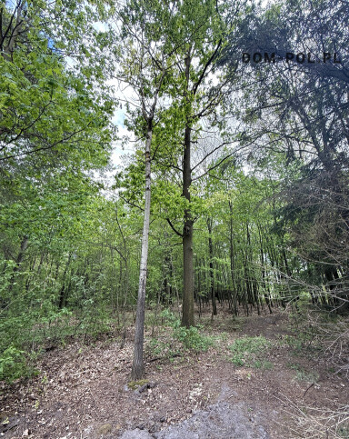 Działka Sprzedaż Holendernia 8