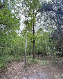 Działka Sprzedaż Holendernia